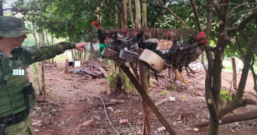Polícia flagra aves em situação de maus-tratos no norte do Estado